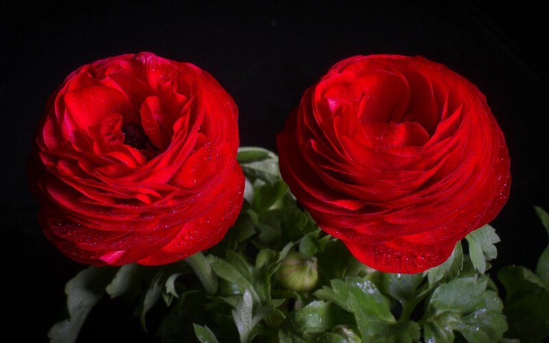 Two Red Ranunculus Flowers — Dramatic, Photograph, Green Leaves, Water Droplets
