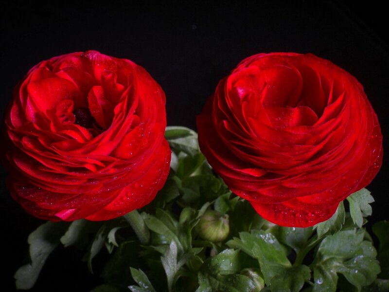 Two Red Ranunculus Flowers — Dramatic, Photograph