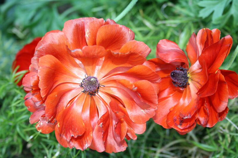 Two Red Ranunculus Flowers
