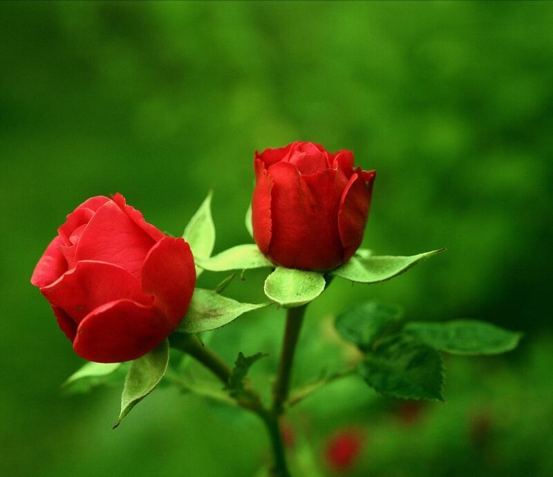 Two Red Rose Buds — Serene