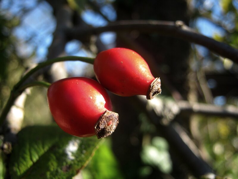 Two Red Rose Hips