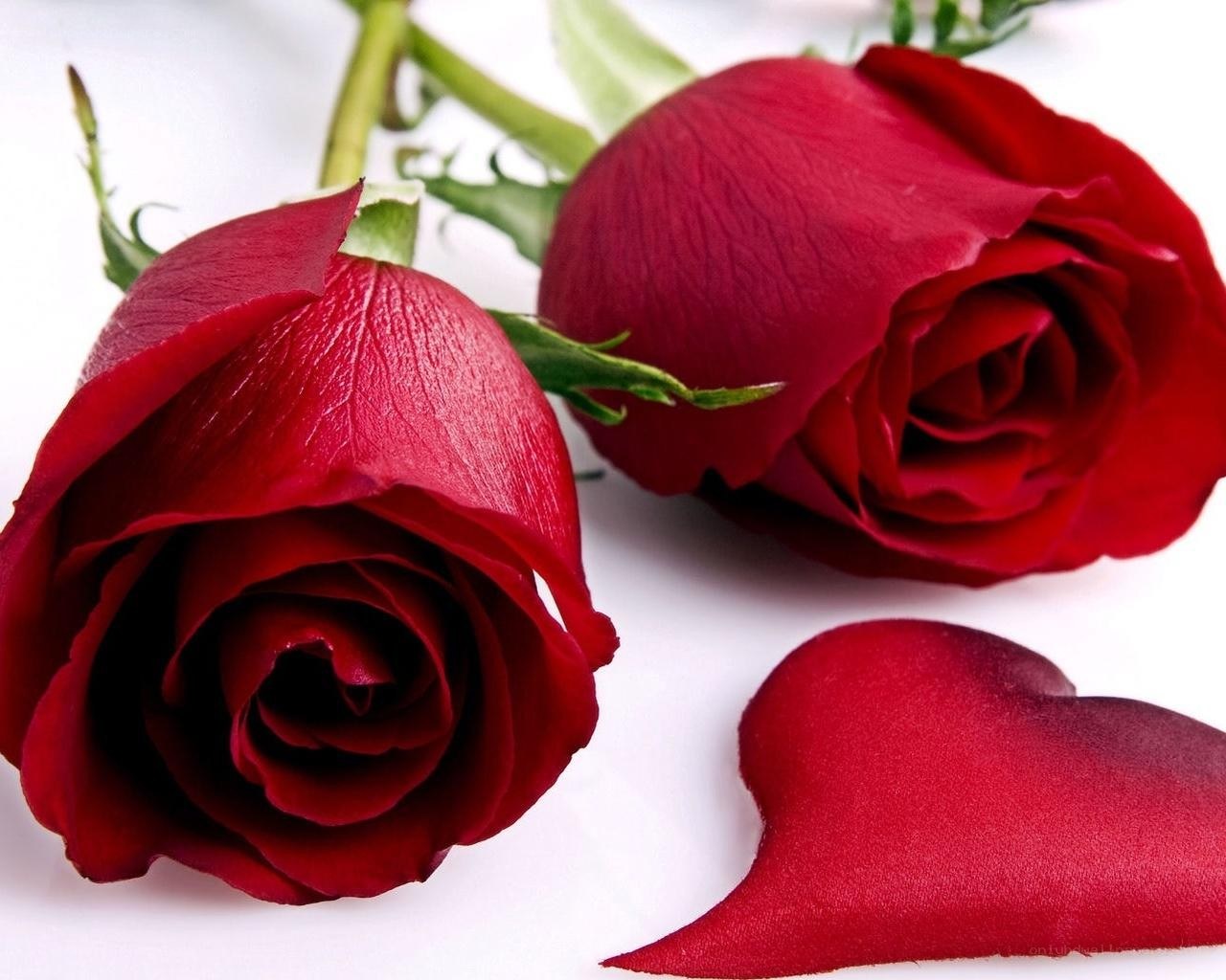 Two red roses and a petal