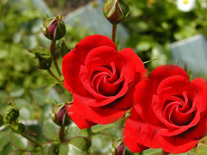 Two Red Roses Blooming