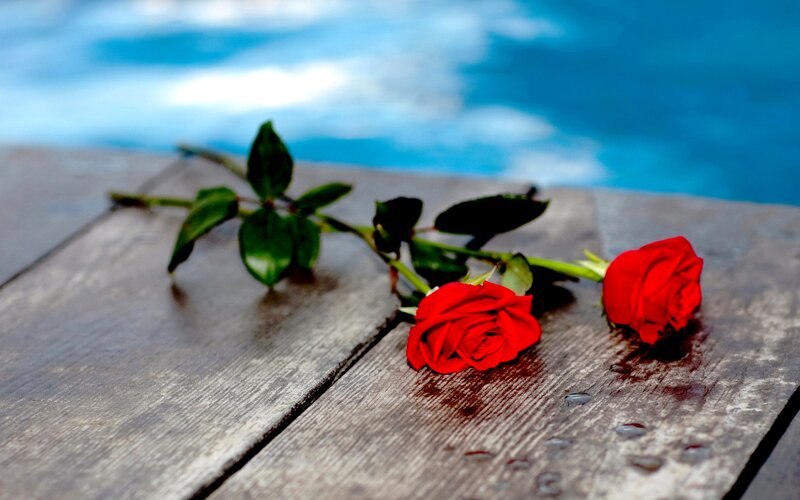 Two Red Roses — Calm, Afternoon, Photograph