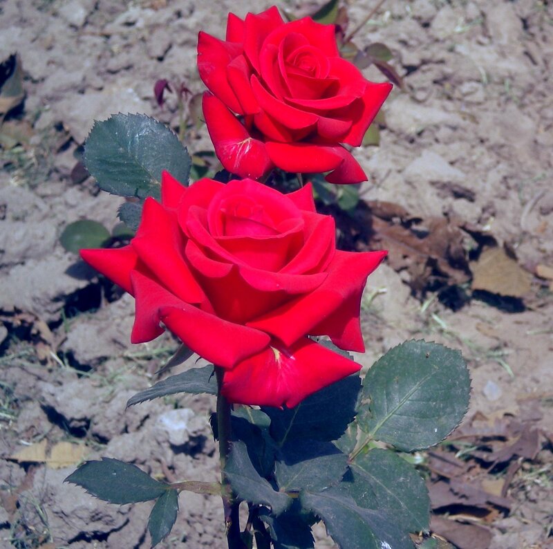 Two Red Roses — Calm, Afternoon