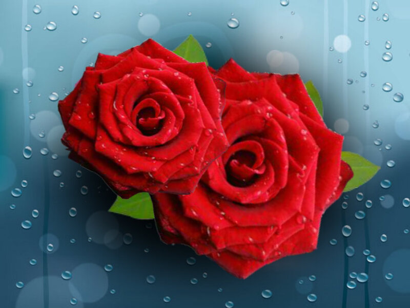 Two Red Roses — Calm, Digital Art, Drops