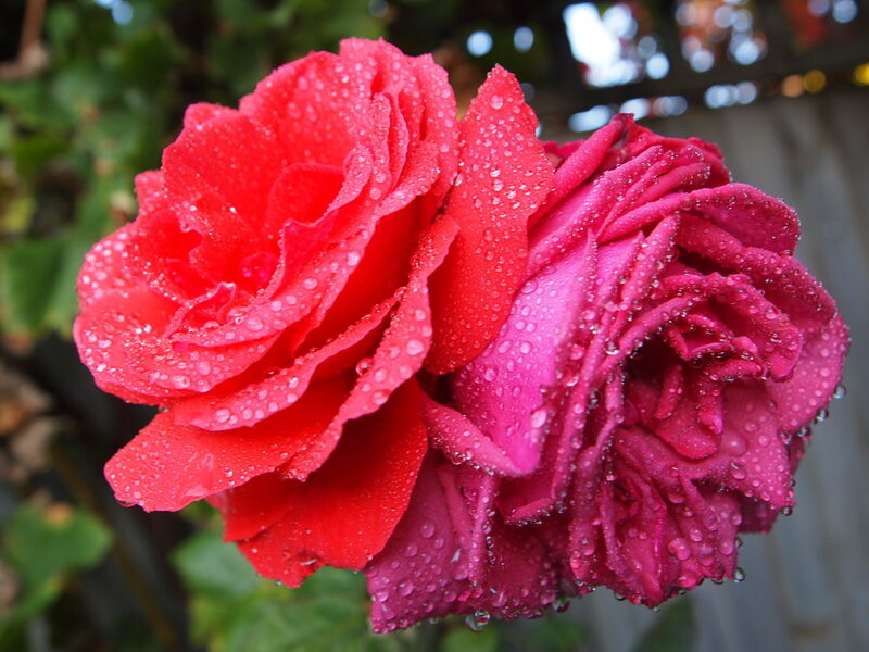 Two Red Roses — Calm, Morning