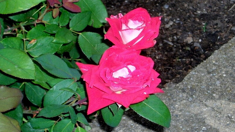Two Red Roses — Calm, Night