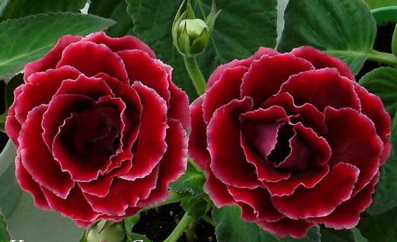 Two Red Roses — Calm, Photograph, Buds, Leaves