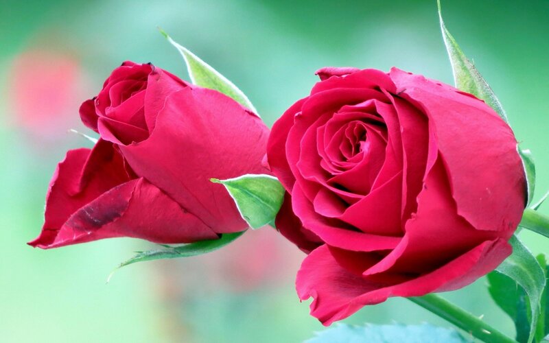 Two Red Roses — Calm, Photograph, Buds