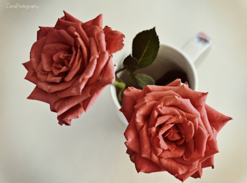 Two Red Roses — Calm, Photograph, Cup