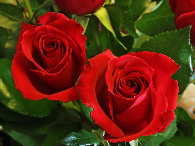 Two Red Roses — Calm, Photograph, Green Leaves, Buds