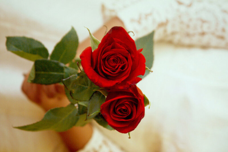 Two Red Roses — Calm, Photograph, Green Leaves, Hand