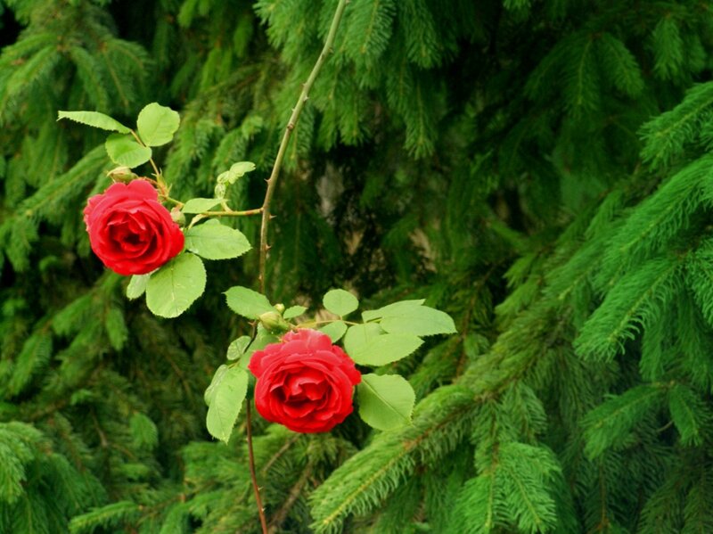 Two Red Roses — Calm, Photograph, Green Leaves, Pine Branches