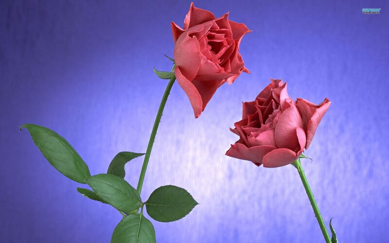 Two Red Roses — Calm, Photograph, Green Leaves, Stem