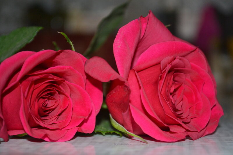 Two Red Roses — Calm, Photograph, Green Leaves, Table