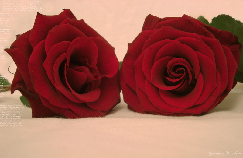 Two Red Roses — Calm, Photograph, Green Leaves, Text