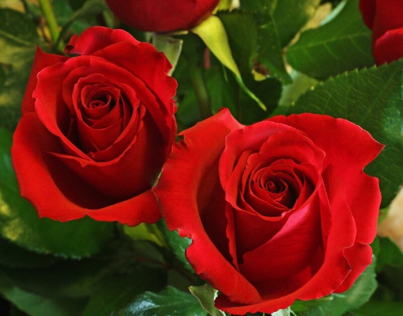 Two Red Roses — Calm, Photograph, Green Leaves