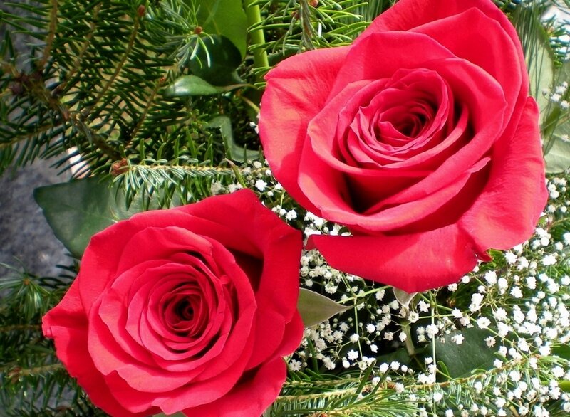 Two Red Roses — Calm, Photograph, Green Pine Needles