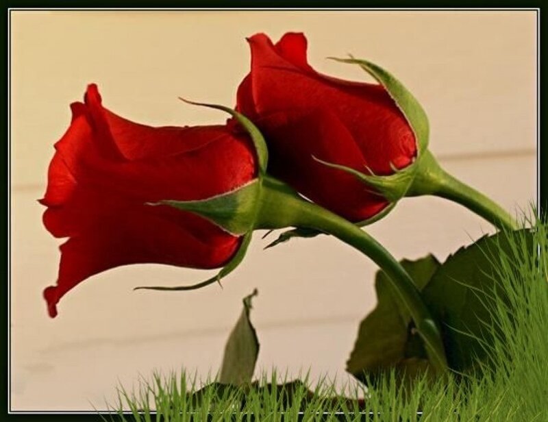 Two Red Roses — Calm, Photograph, Green Stems