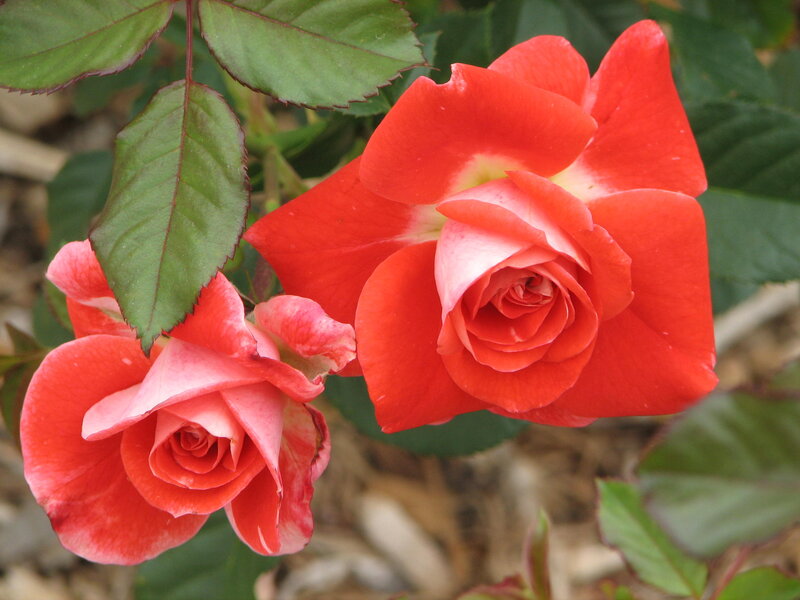 Two Red Roses — Calm, Photograph, Leaves, Bloom