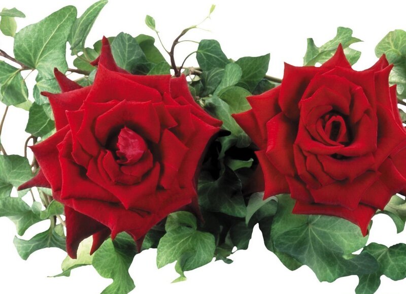 Two Red Roses — Calm, Photograph, Leaves, Flowers