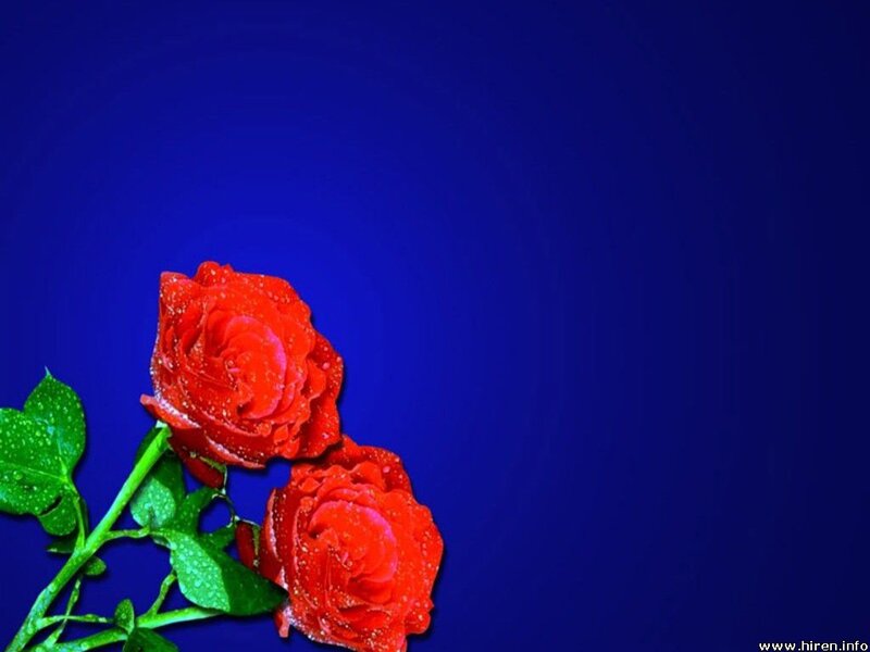 Two Red Roses — Calm, Photograph, Leaves, Stem