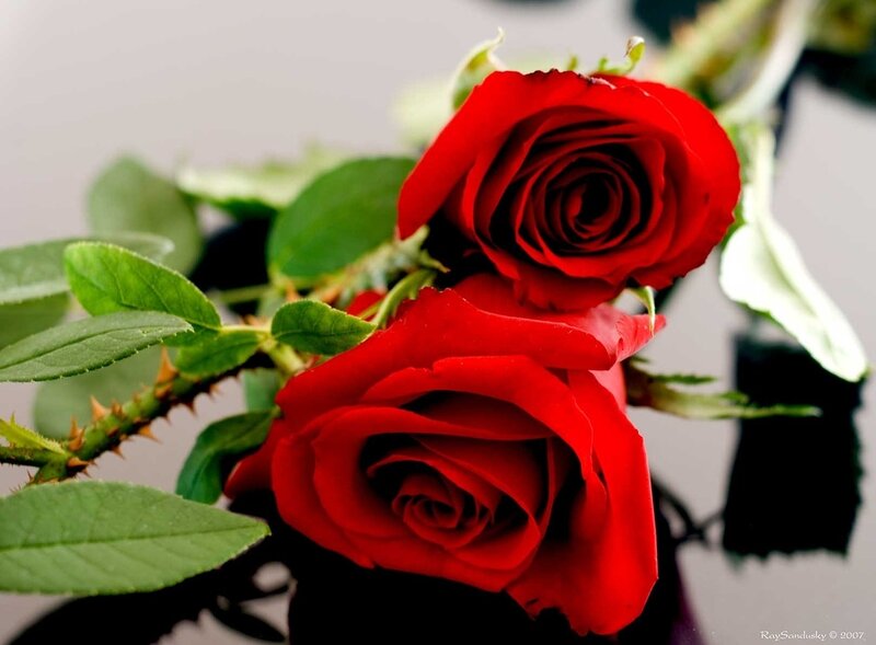 Two Red Roses — Calm, Photograph, Leaves, Thorns