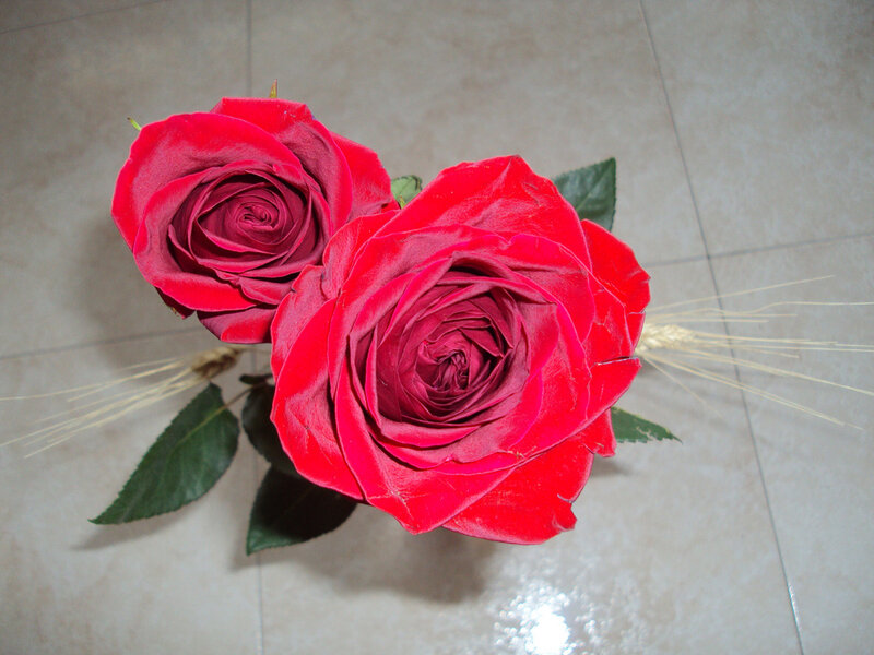 Two Red Roses — Calm, Photograph, Leaves