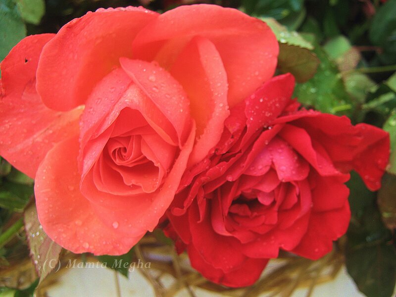 Two Red Roses — Calm, Photograph, Leaves, Water Droplets