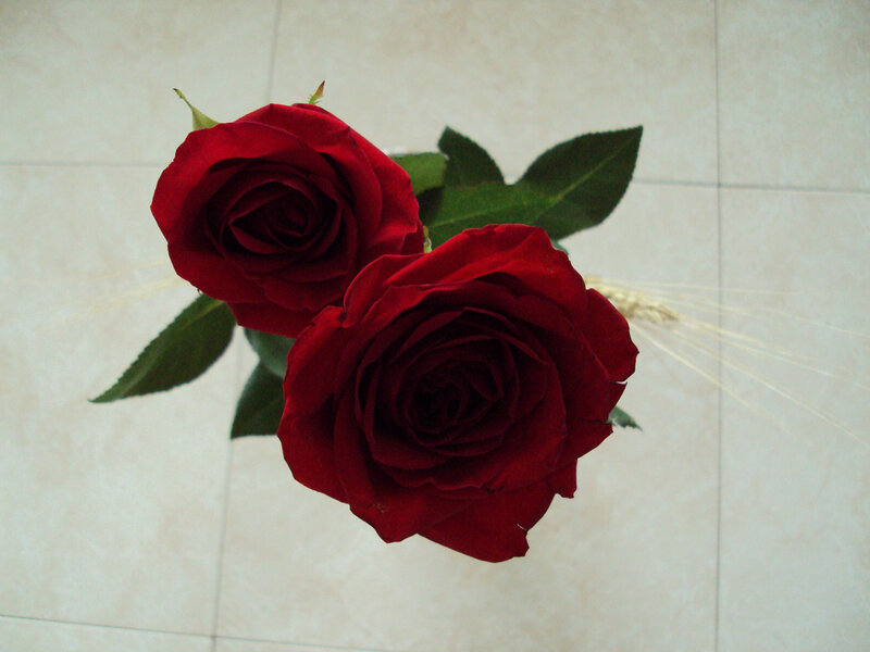 Two Red Roses — Calm, Photograph, Leaves, Wheat Stalks