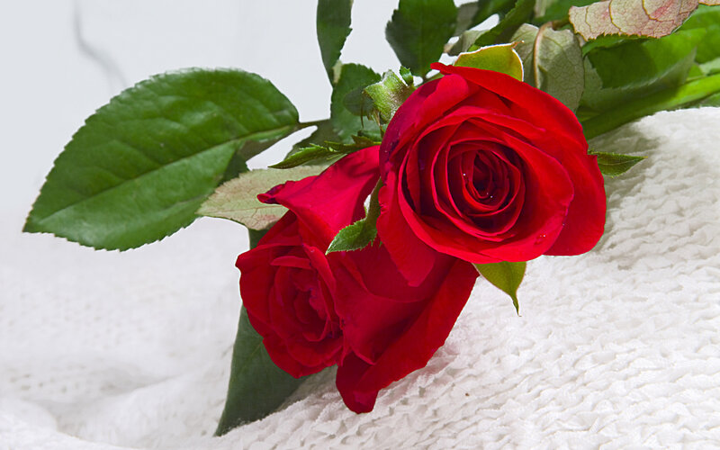 Two Red Roses — Calm, Photograph, Leaves, White Surface