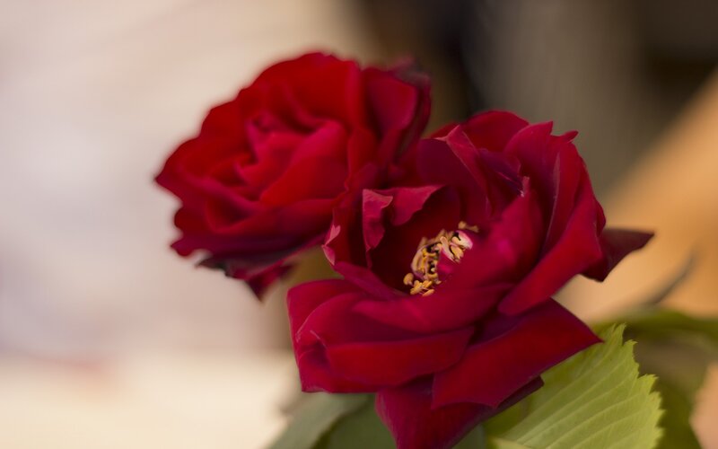 Two Red Roses — Calm, Photograph, Petals, Leaf