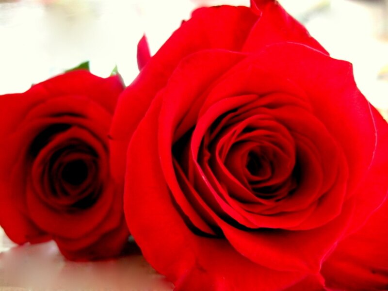 Two Red Roses — Calm, Photograph, Petals, Stem