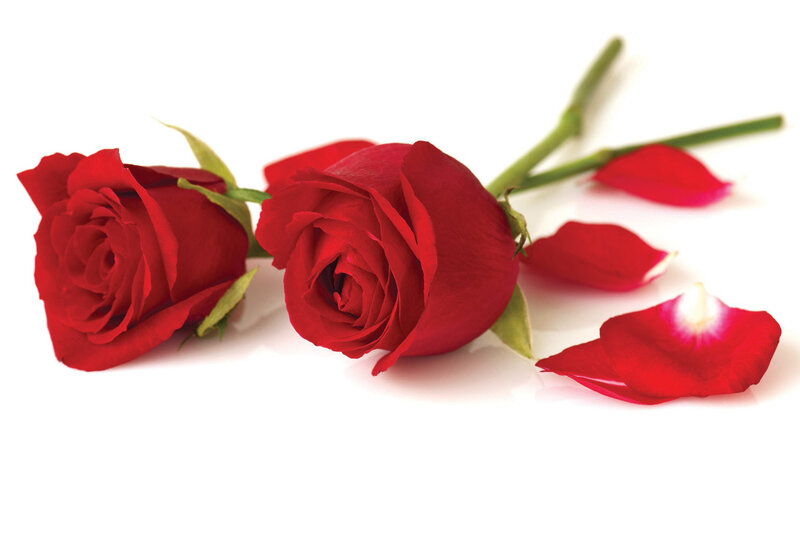 Two Red Roses — Calm, Photograph, Petals, Stems