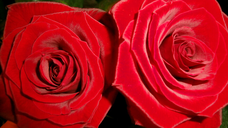 Two Red Roses — Calm, Photograph, Petals