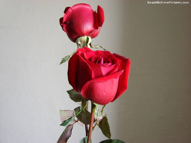 Two Red Roses — Calm, Photograph, Stem, Leaves