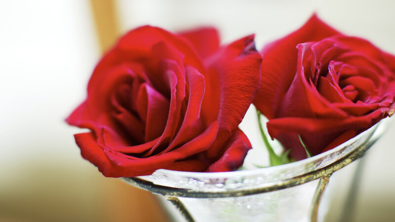 Two Red Roses — Calm, Photograph, Vase, Green Stems