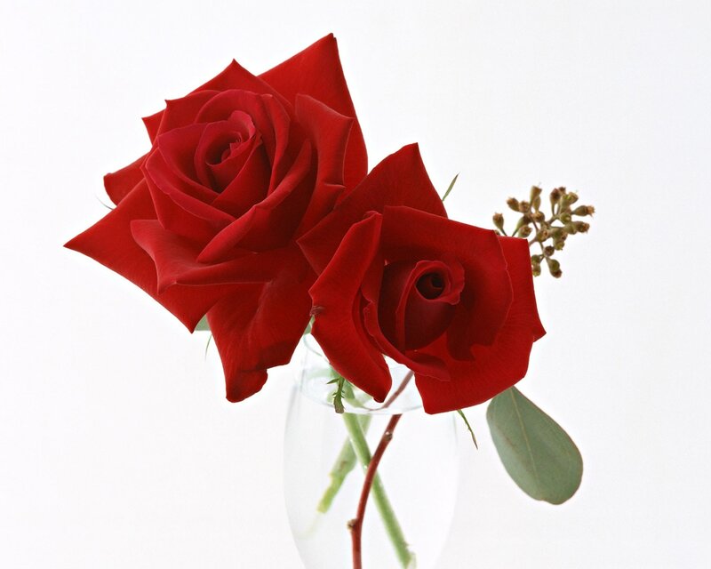 Two Red Roses — Calm, Photograph, Vase, Leaves
