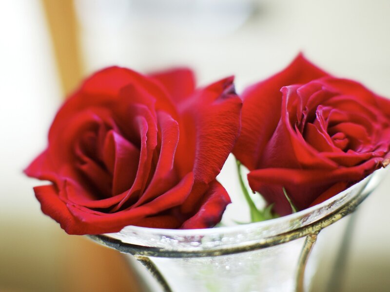 Two Red Roses — Calm, Photograph, Vase, Petals