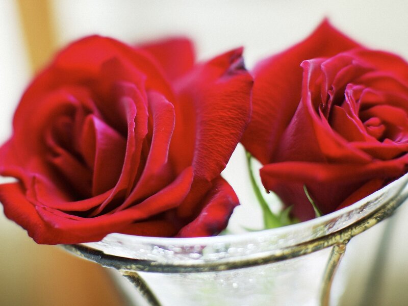 Two Red Roses — Calm, Photograph, Vase