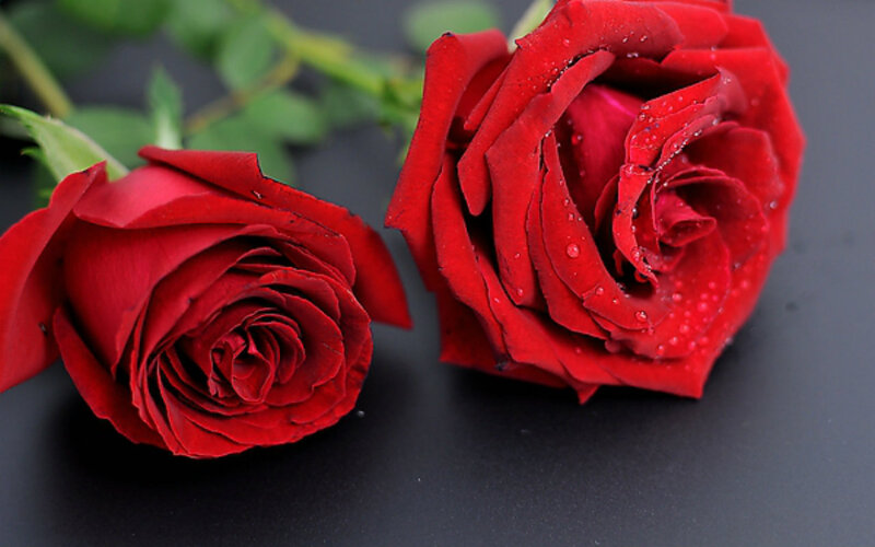 Two Red Roses — Calm, Photograph, Water Droplets