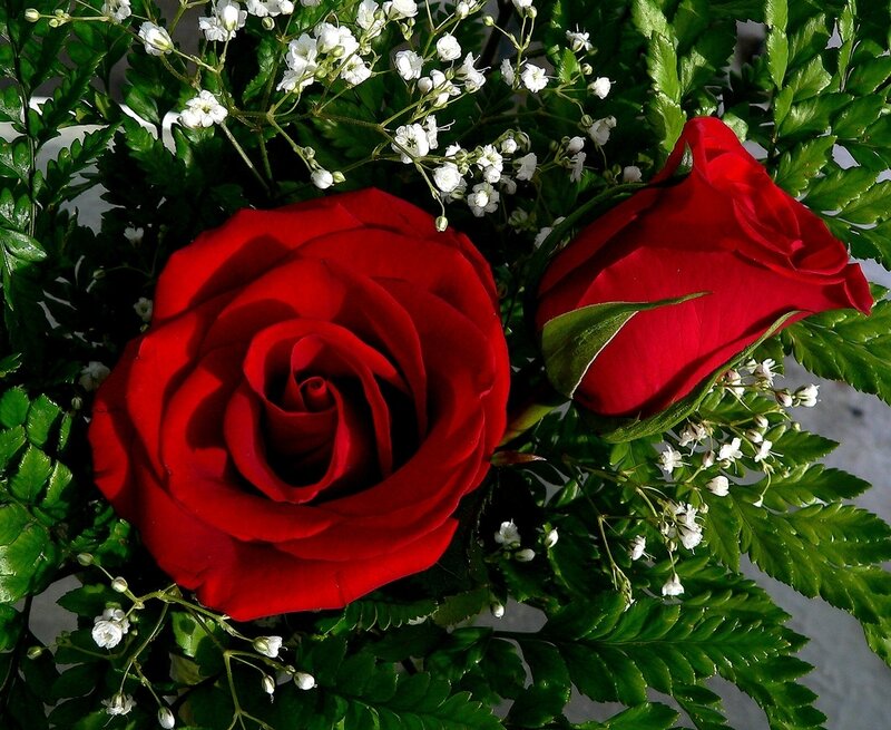 Two Red Roses — Calm, Photograph, White Flowers