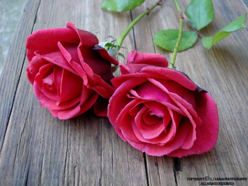 Two Red Roses — Calm, Photograph, Wooden Surface