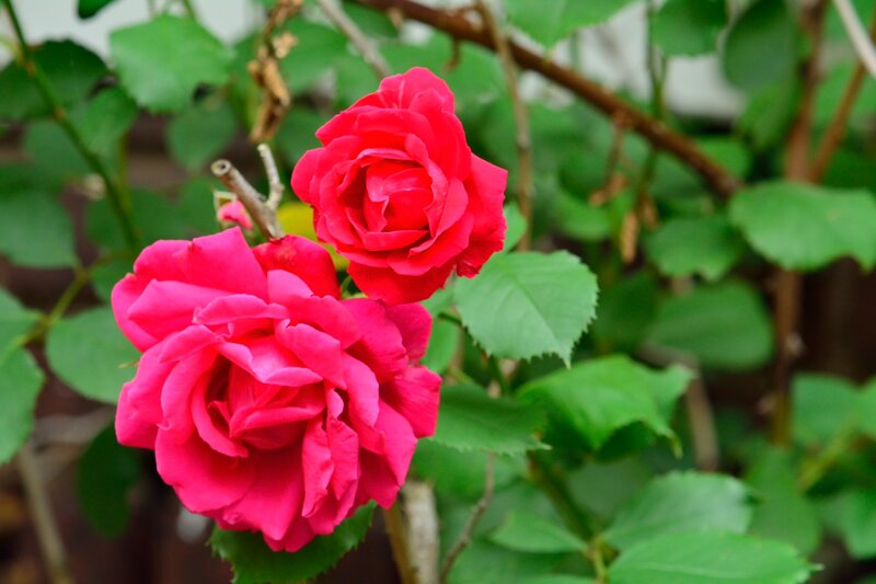 Two Red Roses — Calm, Spring