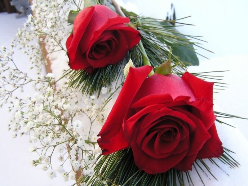 Two Red Roses — Calm