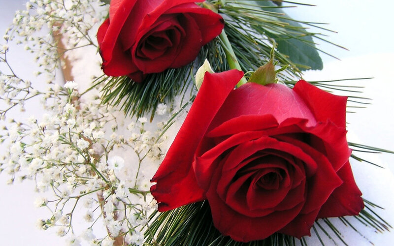 Two Red Roses — Calm, Winter