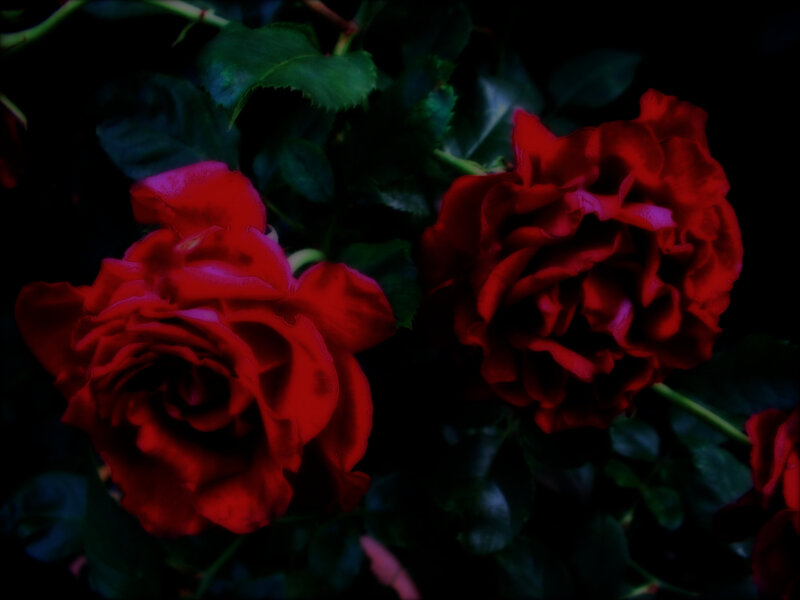 Two Red Roses — Dark