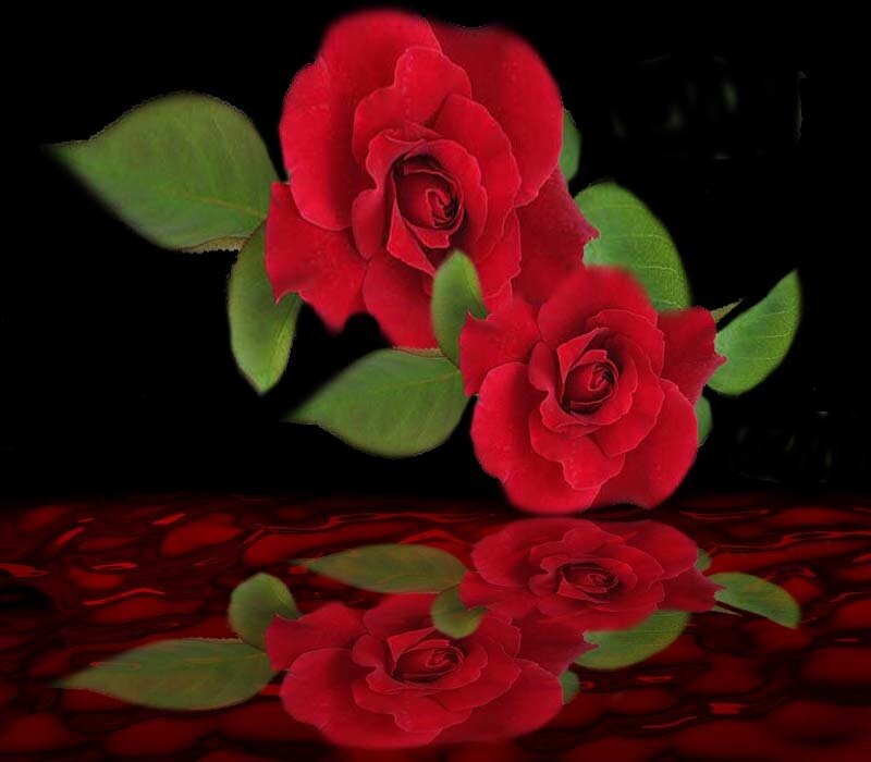 Two Red Roses — Dramatic, Digital Art