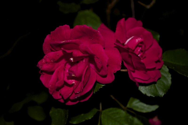 Two Red Roses — Dramatic, Night, Photograph, Leaves, Dark Background